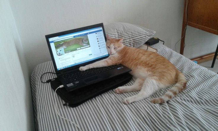 Que aburrido es el facebook para nosotros los gatos, mejor me duermo